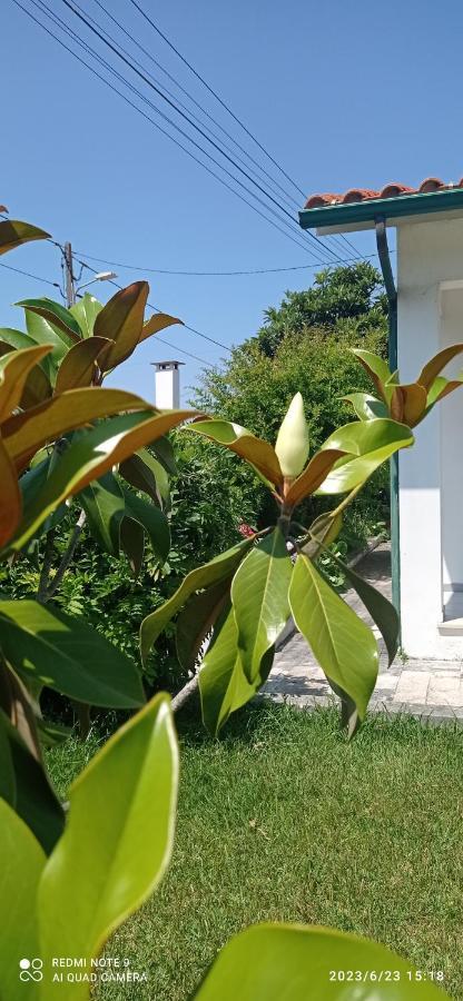 Soure Casa Da Nespereira- Lugar Acolhedor Rodeado De Natureza מראה חיצוני תמונה